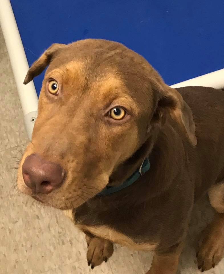 Preppy Pet West Houston Pet Boarding West Houston, TX