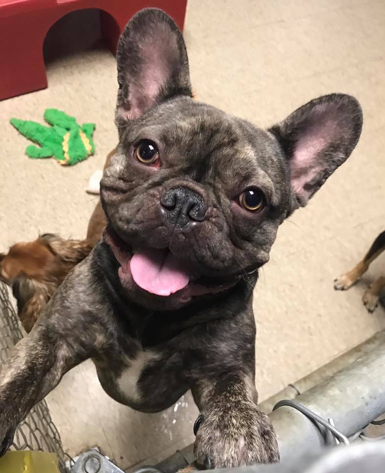 Preppy Pet West Houston Pet Boarding West Houston, TX