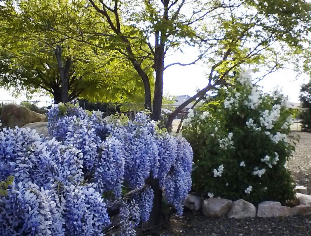 The Most Beautiful Mountain Flowers in the Garden Prescott eNews