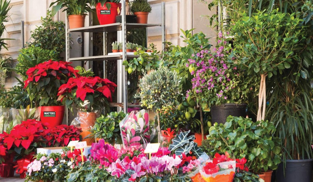 Christmas Stories behind Holiday Plants Prescott Healthy Living