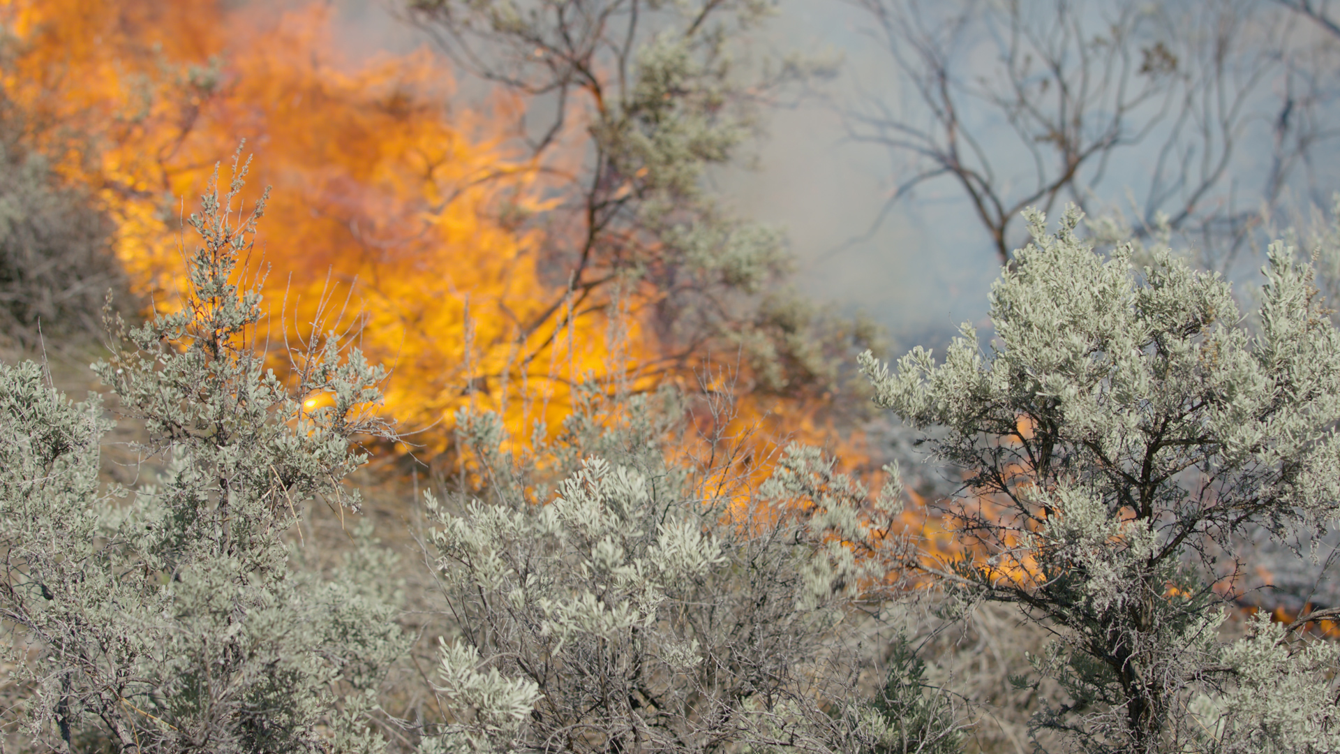 Cultural Burning Cultural Burning & Prescribed Fire