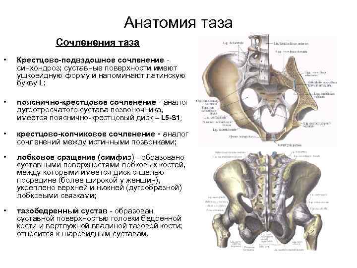 ПОВРЕЖДЕНИЯ КОСТЕЙ ТАЗА Повреждения костей таза ПЕРЕЛОМЫ