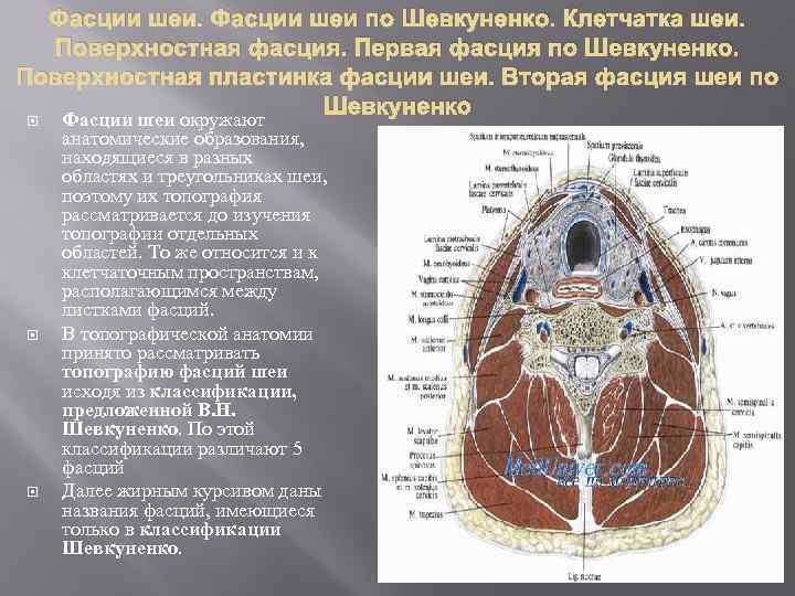 Шея Топография шеи Фасции шеи по Шевкуненко Операции