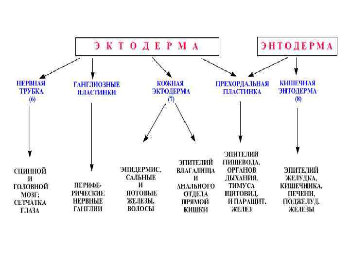 Зародышевые листки и их производные таблица с рисунками