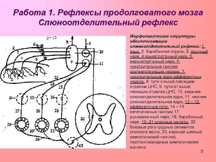 Рефлексы головного мозга ИПи ПД 1 СТВОЛ