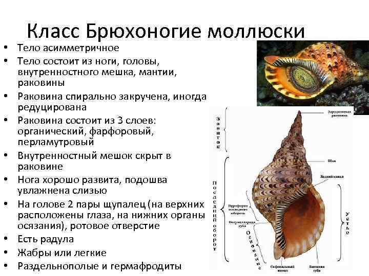 Тип Моллюски Общая характеристика