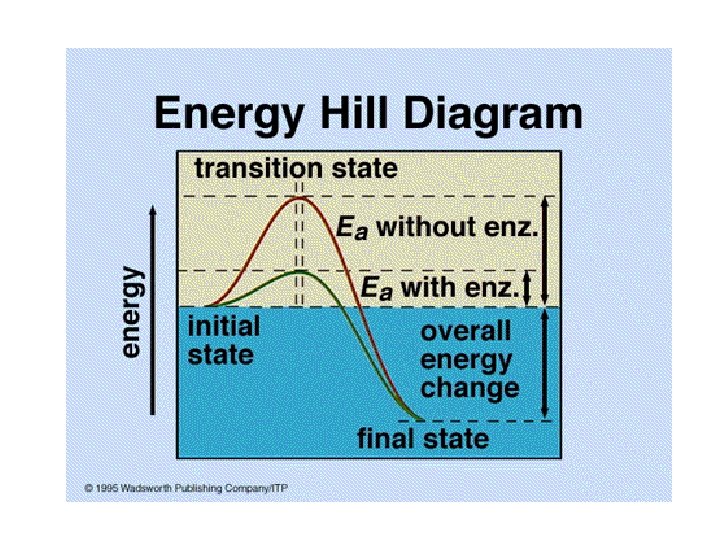 Enzyme Structure and Function Protein catalysts Enzymes