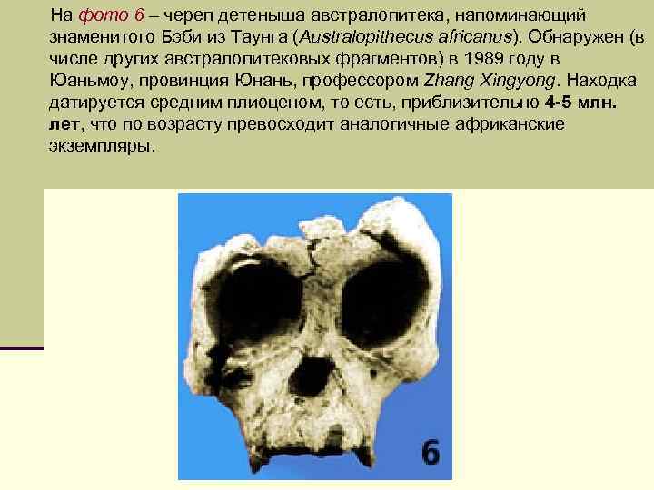 Предки человека Дриопитек n ДРИОПИТЕКИ Dryopithecus т