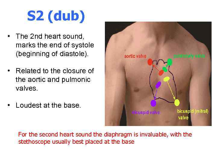 Heart Sounds Murmurs The Stethoscope