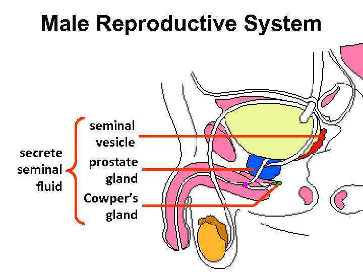 Human reproductive system HUMAN REPRODUCTIVE SYSTEM