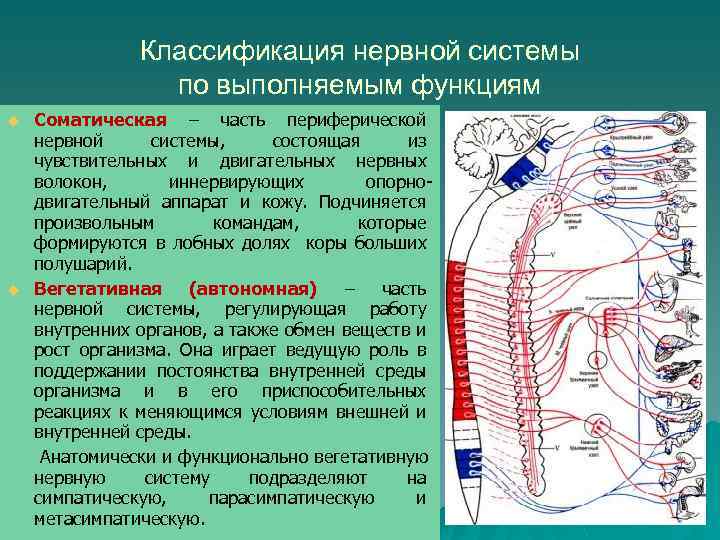 Возрастная анатомия и физиология Лекция 3 Контрольные