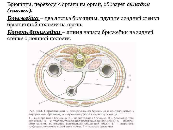 Отношение органов к брюшине схема