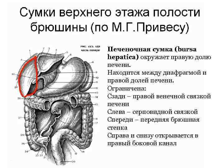 Топография брюшины схема
