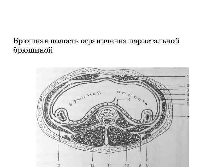 Брюшина схема