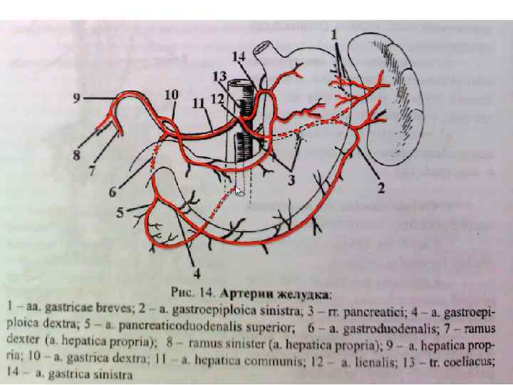 Кровоснабжение селезенки схема