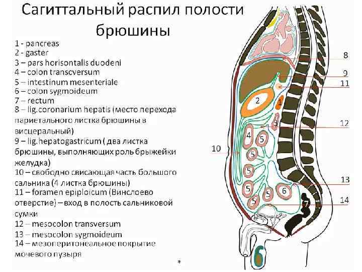 Синусы и борозды брюшной полости схема