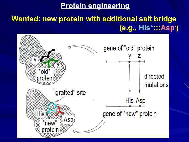 Protein stability prediction tool neptuncreate