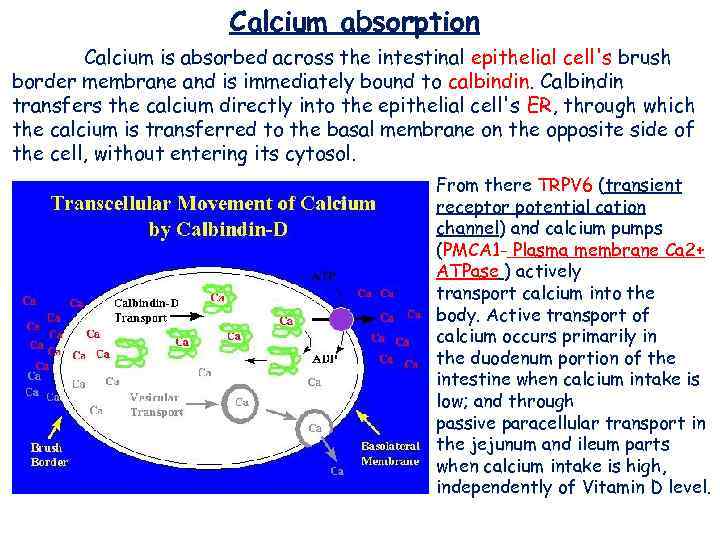 Role of Ca 2 ions in mechanisms of