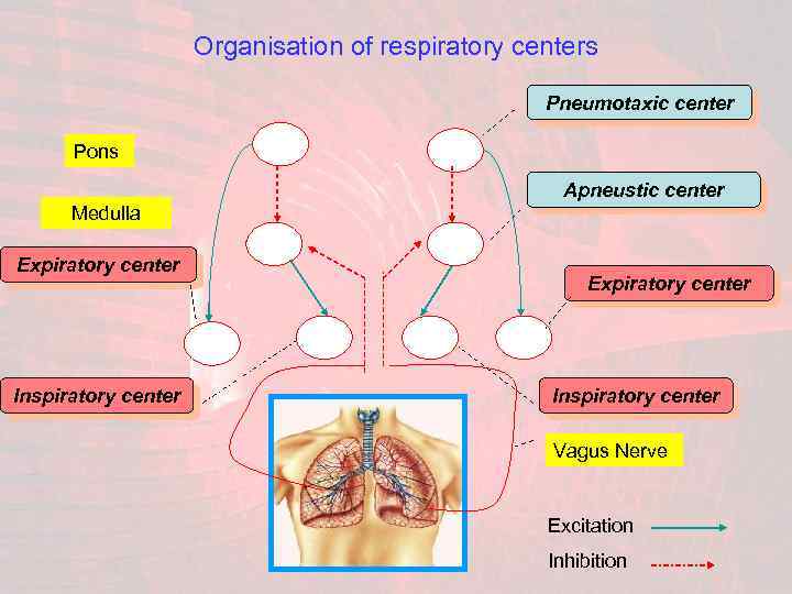 Topic Regulation of respiration Peculiarities of respiration