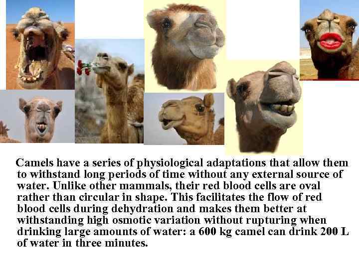 Camel breeding Vocabulary Colt