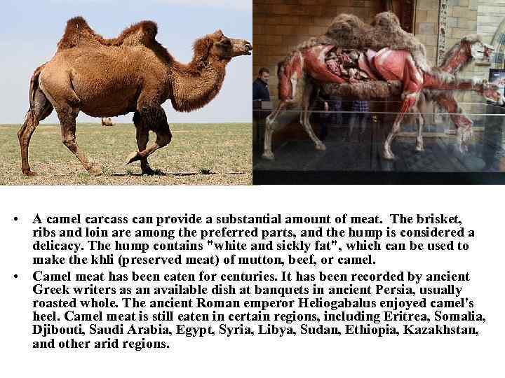 Camel breeding Vocabulary Colt