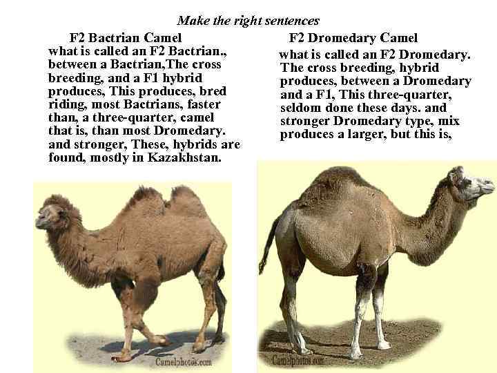 Camel breeding Vocabulary Colt
