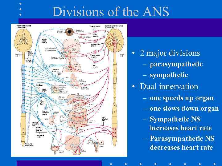 Chapter 14 Autonomic Nervous System The Autonomic