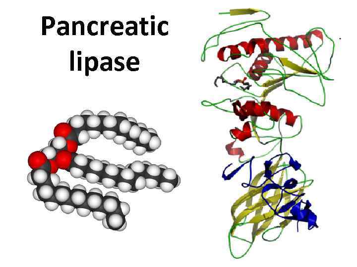 Вiochemistry of enzymes The overall Coenzyme role