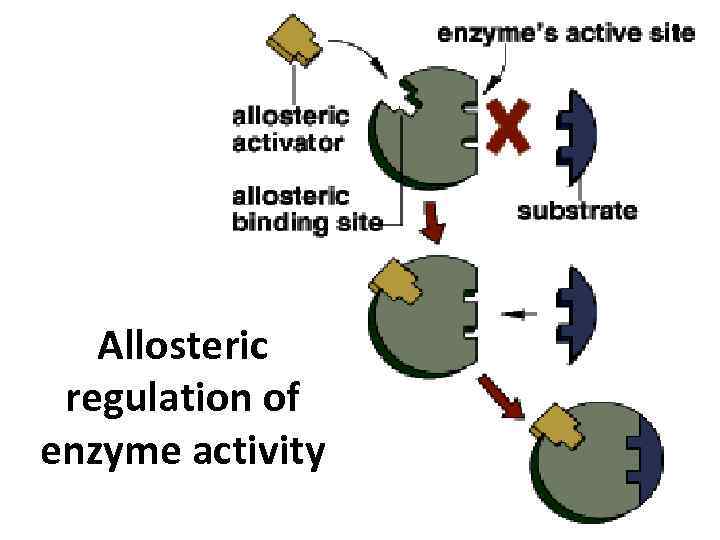 REGULATION OF ENZYME ACTIVITY Irreversible competitive inhibition