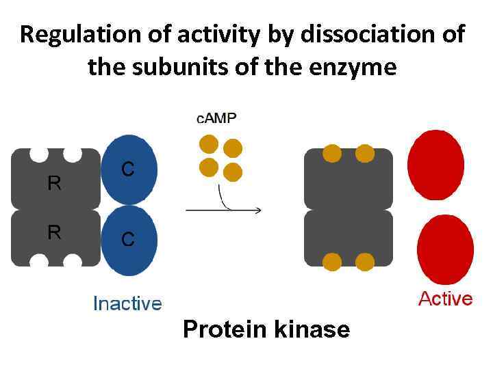 Вiochemistry of enzymes Enzyme Classifcation 1 Oxidoreductases