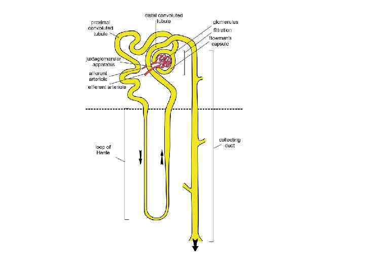 Urine Formation by the Kidneys I Glomerular Filtration