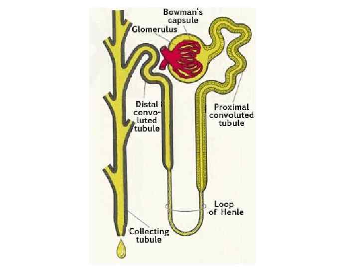 Urine Formation by the Kidneys I Glomerular Filtration