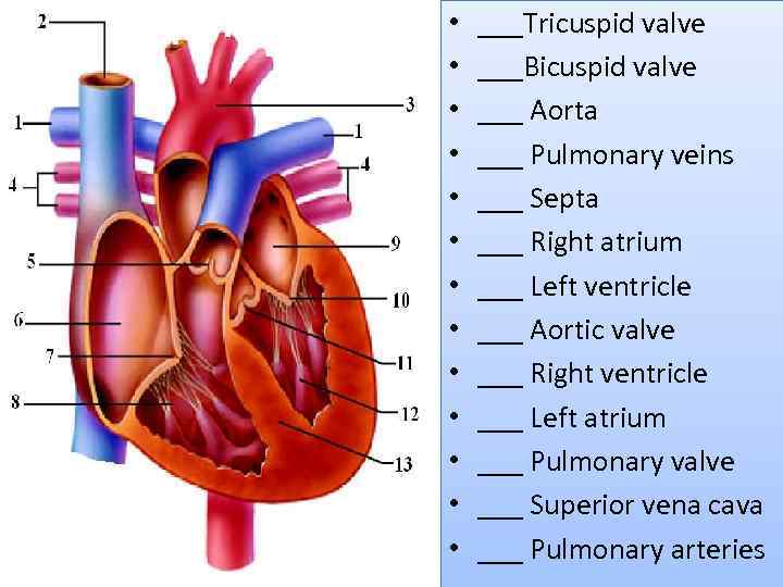 Human Circulatory system HCS Heart and blood