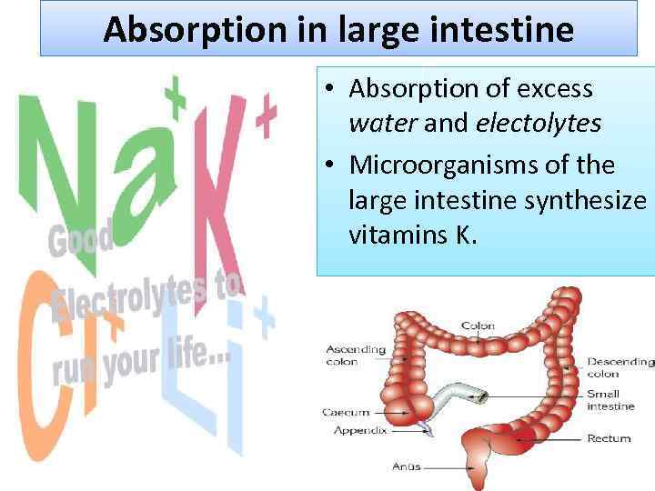 Human Digestive system HDS Digestion and absorption