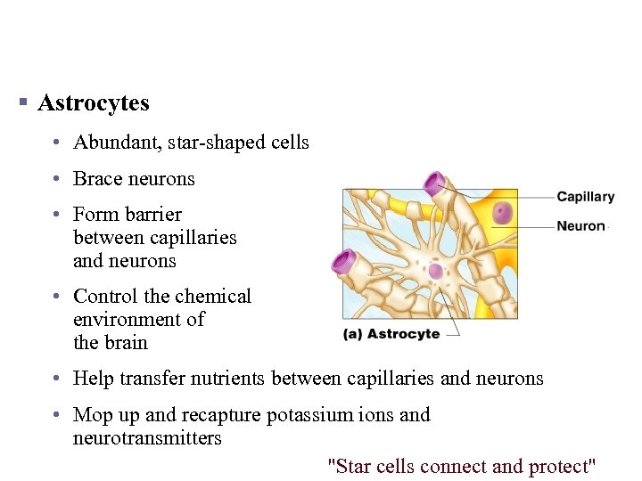 Nervous Tissue and Function Function of the