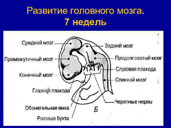 Физиологические закономерности эмбрионального и постнатального развития