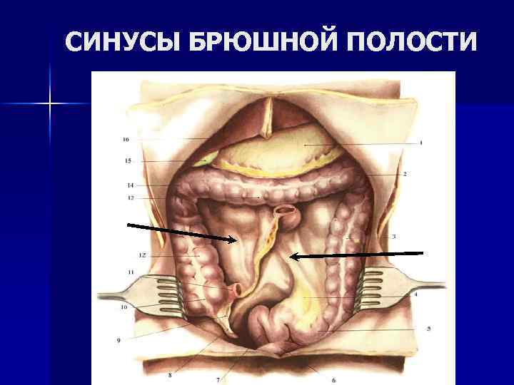 ТОПОГРАФИЧЕСКАЯ АНАТОМИЯ БРЮШНОЙ ПОЛОСТИ n Брюшная полость