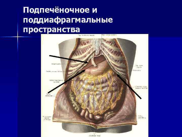 ТОПОГРАФИЧЕСКАЯ АНАТОМИЯ БРЮШНОЙ ПОЛОСТИ n Брюшная полость