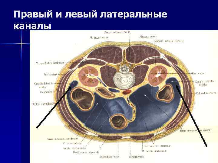 ТОПОГРАФИЧЕСКАЯ АНАТОМИЯ БРЮШНОЙ ПОЛОСТИ n Брюшная полость