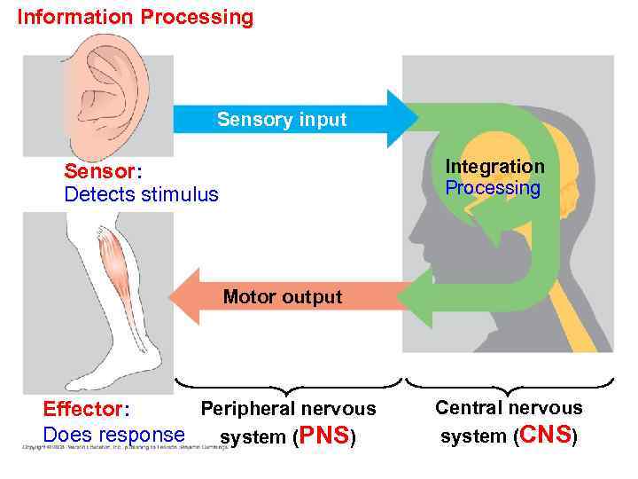 Chapter 48 Neurons Synapses and Signaling Power Point