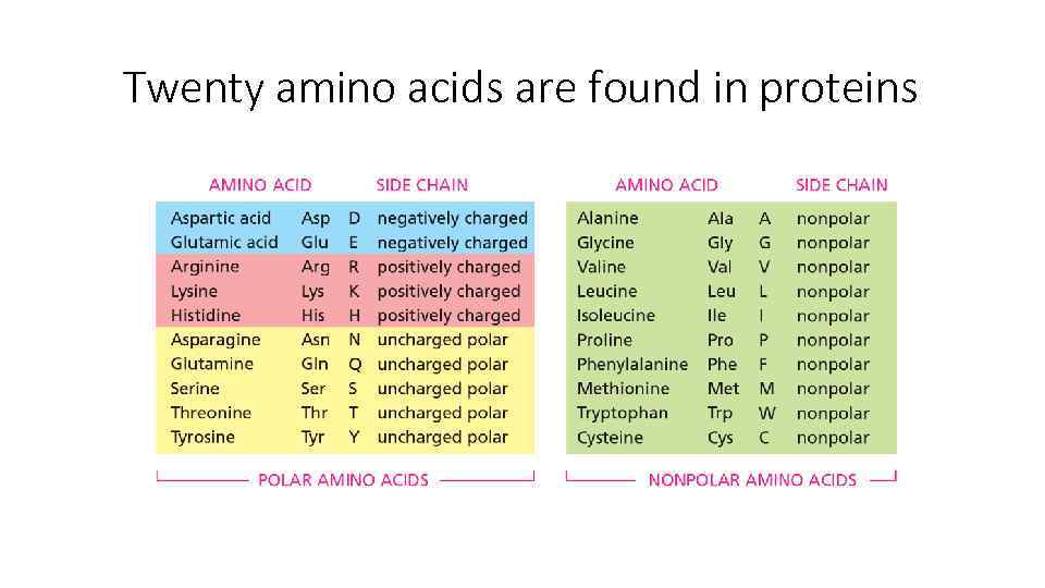 Chapter 4 Protein Structure and Function Arnat Balabiyev