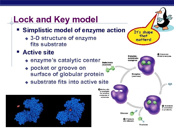 Chapter 8 Metabolism Enzymes AP Biology