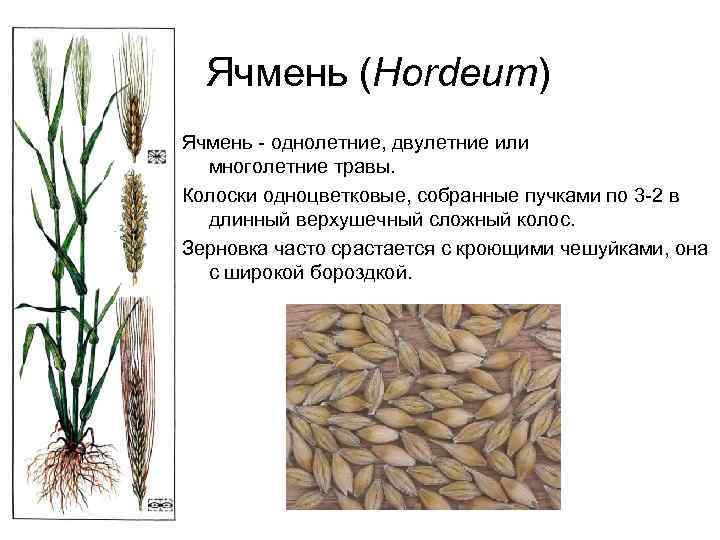 Зерновые культуры схема. Зерновка ячменя. Строение пшеницы ржи ячменя. Морфологическое строение ячменя.