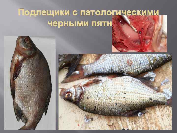 ДИПЛОМНАЯ РАБОТА ПО ТЕМЕ ВЕТЕРИНАРНОСАНИТАРНАЯ И ЭКОЛОГО