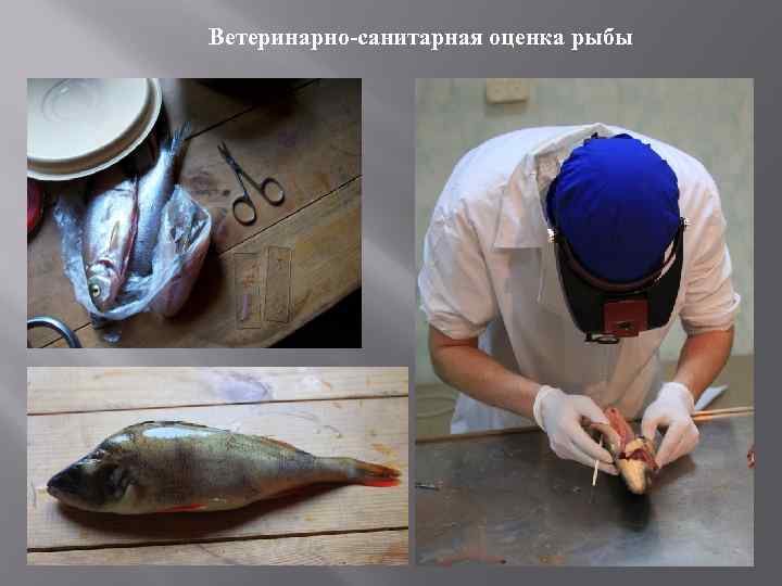 ДИПЛОМНАЯ РАБОТА ПО ТЕМЕ ВЕТЕРИНАРНОСАНИТАРНАЯ И ЭКОЛОГО