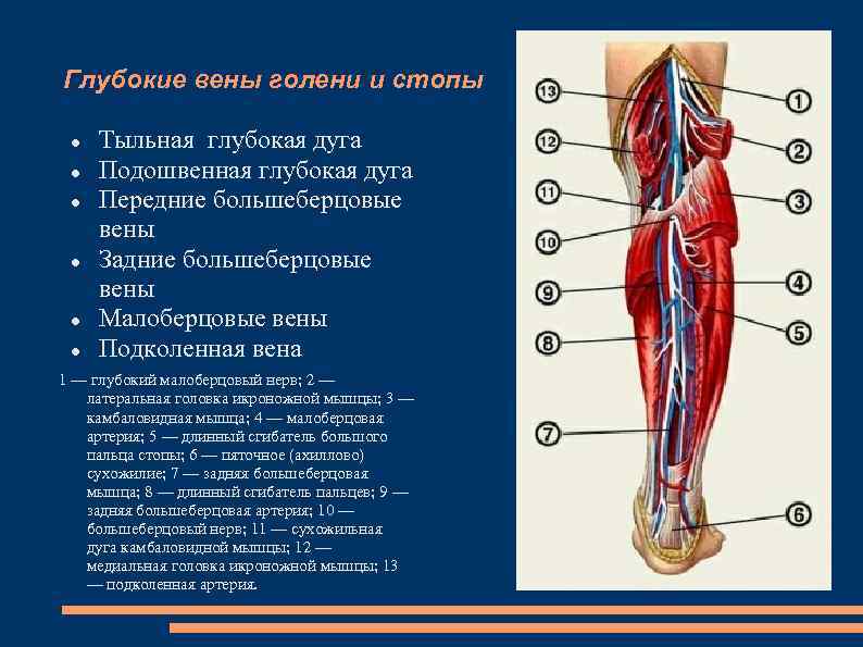 Анатомия вен нижних конечностей Выполнила студентка 4 курса