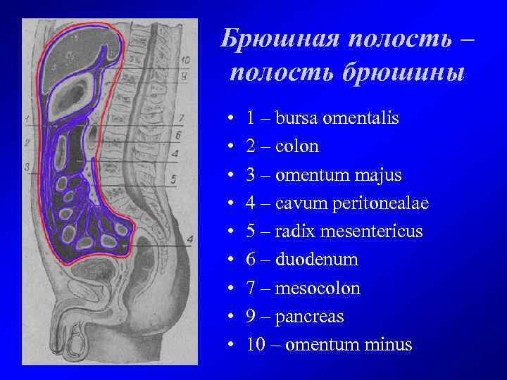 Оперативные доступы к органам брюшной полости Деление