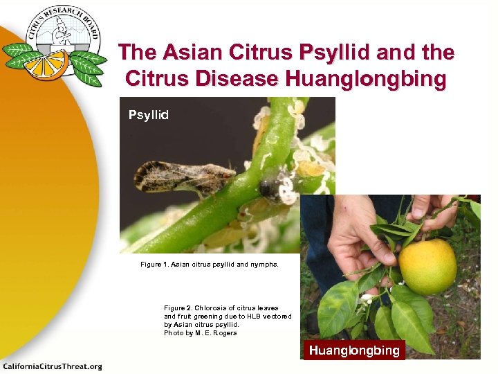 Huanglongbing HLB A Deadly Disease of Citrus A