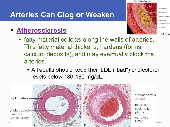 Circulation The Heart and Blood Vessels Chapter 7