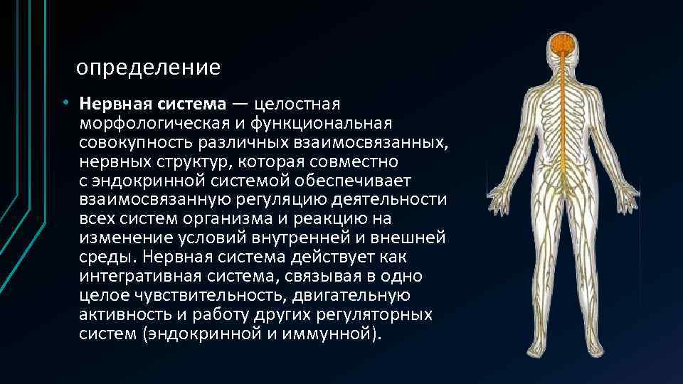 Центральная нервная система человека ПРЕЗЕНТАЦИЮ ПОДГОТОВИЛ ПОДГОРНОВ